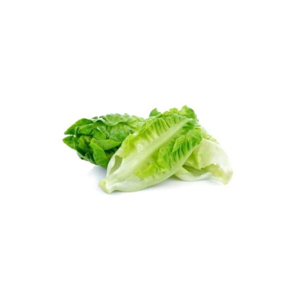 Lettuce Romaine 1