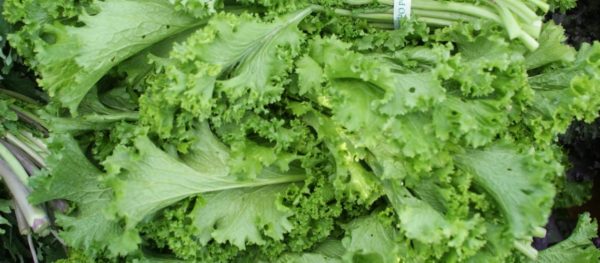 Mustasa (Mustard Greens)