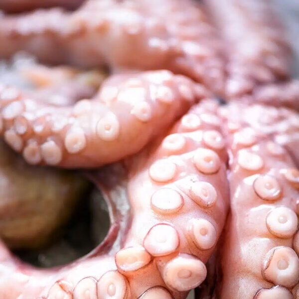 Octopus – 1KG1