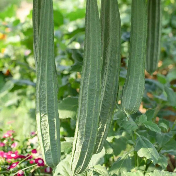 Patola Luffa Gourd2