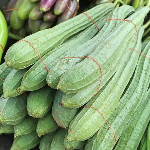 Patola Luffa Gourd3