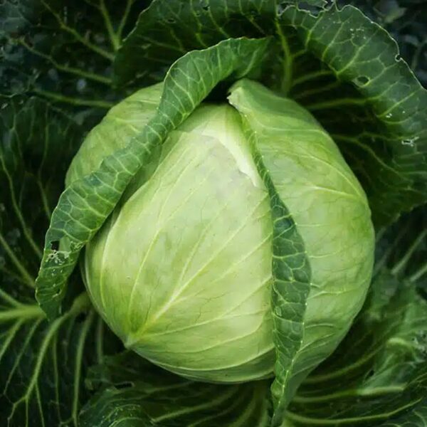 Repolyo Cabbage1