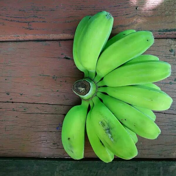 Saging Saba1