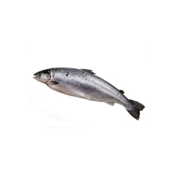 Salmon Threadfin Salmon