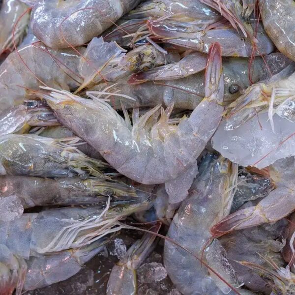 Shrimp Small – 1KG