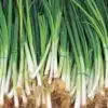 Spring Onion