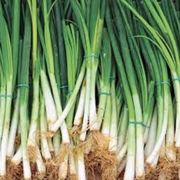 Spring Onion