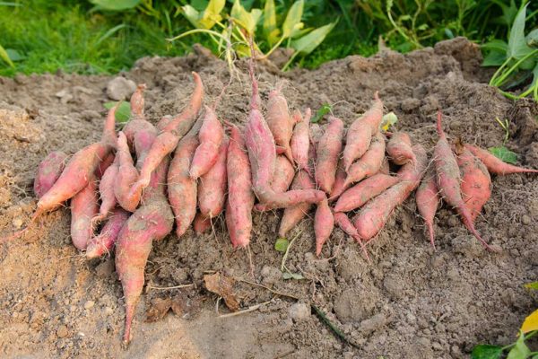 Camote (Sweet Potato)