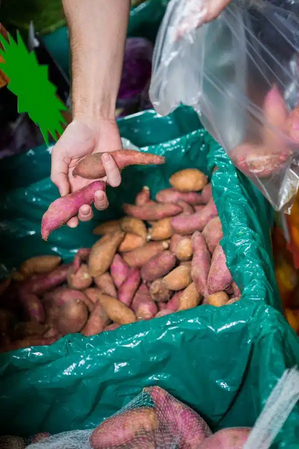 Camote (Sweet Potato)