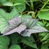 Talbos ng Camote (Sweet potato Leaves)