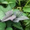 Talbos ng Camote (Sweet potato Leaves)