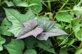 Talbos ng Camote (Sweet potato Leaves)