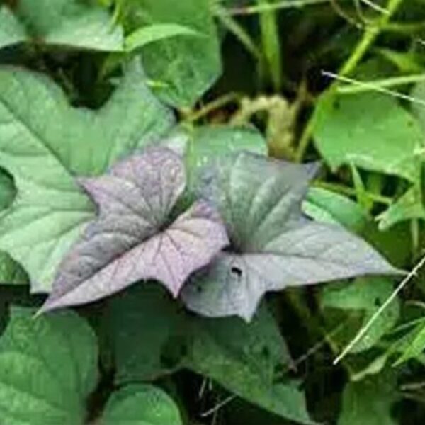 Talbos ng Camote Sweet potato Leaves