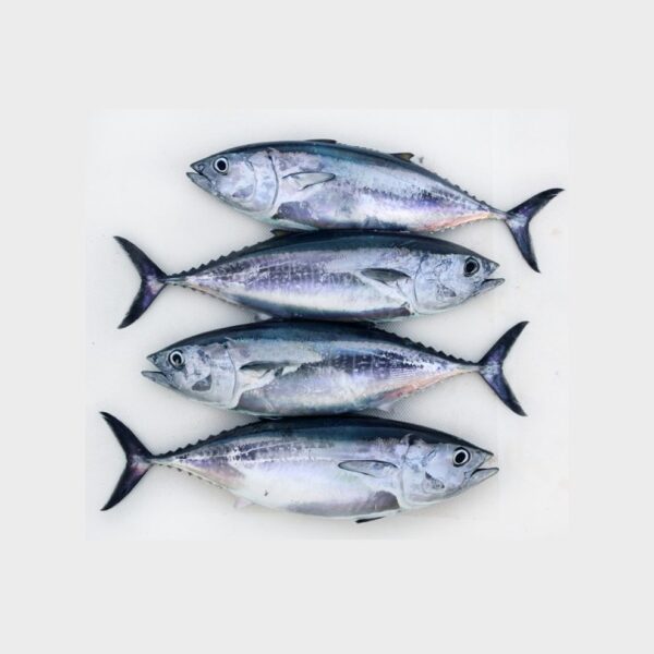 Tambakol Mackerel Tuna – 1KG