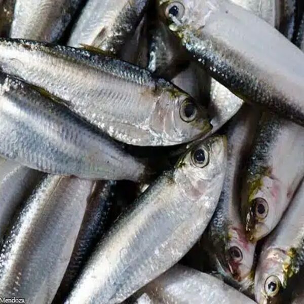 Tawilis Sardinella Tawilis Small – 1KG