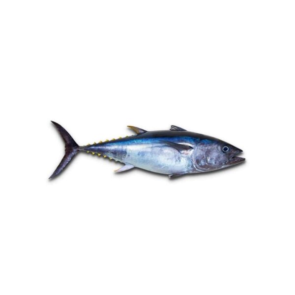 Yellow Fin Big Eye Tuna