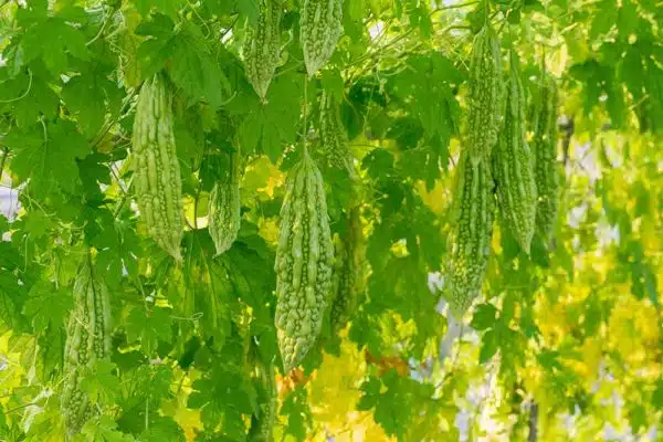 Ampalaya Leaves