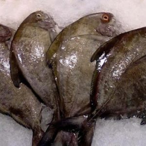 black-pompano-Pomfret