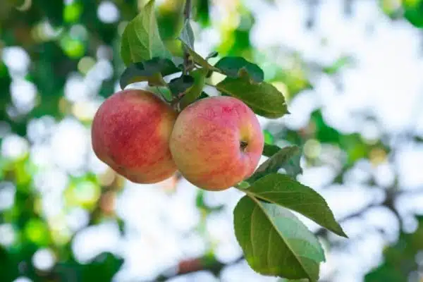 China Fuji Apple