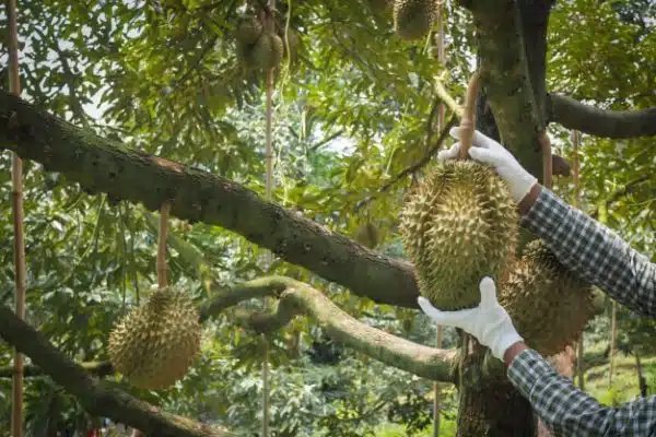 durian