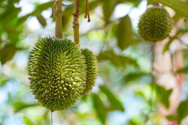 soursop