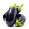 Talong Bilog (Eggplant)