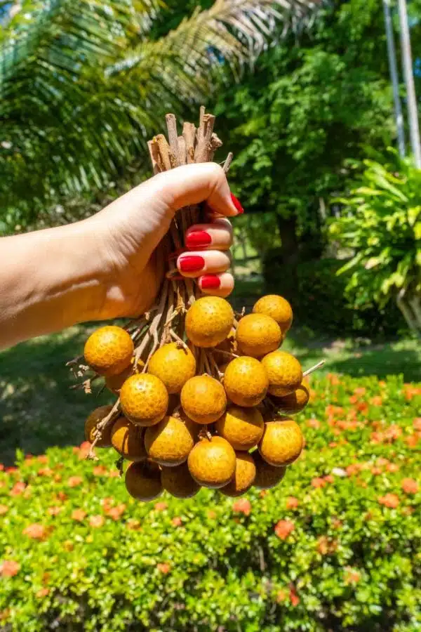 longan