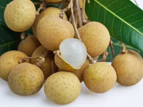 longan