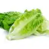 Lettuce Romaine