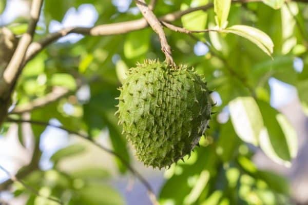 soursop