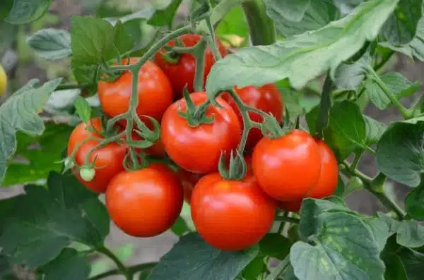 Beef Tomato