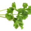 Wansoy (Coriander)