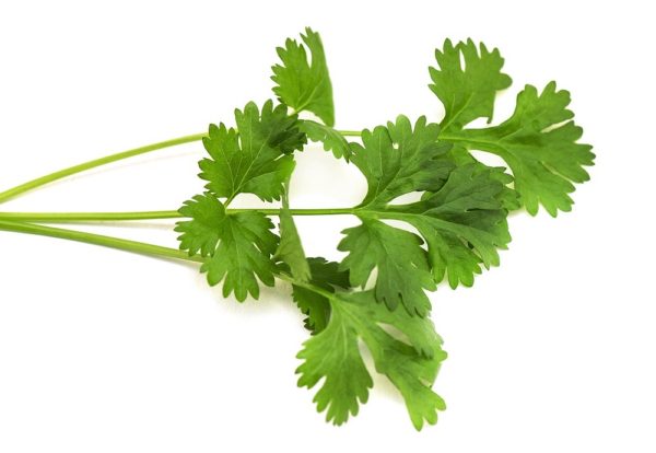 Wansoy (Coriander)