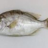 white-snapper-fish