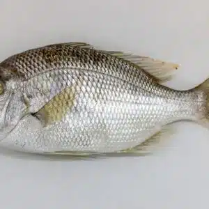 white-snapper-fish