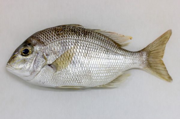 white-snapper-fish