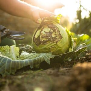 Agriculture Gardening