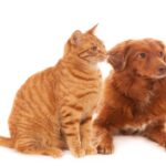 Pet Care